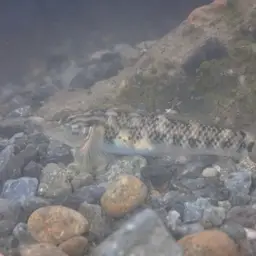 Orchid Island Goby, photo 11