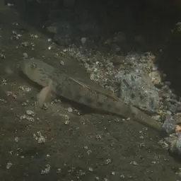 Orchid Island Goby, photo 12