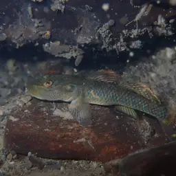 Leavelli Goby, photo 1