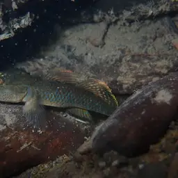 Leavelli Goby, photo 2