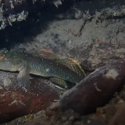 Leavelli Goby, photo 3