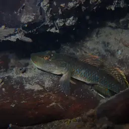 Leavelli Goby, photo 4
