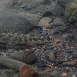 Leavelli Goby, photo 5