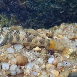 Leavelli Goby, photo 6