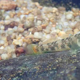 Leavelli Goby, photo 7