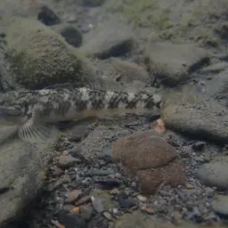 Leavelli Goby, photo 8