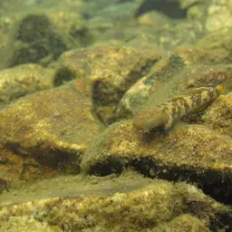 Leavelli Goby, photo 9