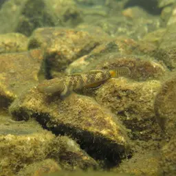 Leavelli Goby, photo 10