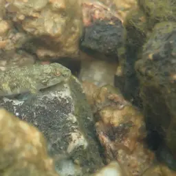 Leavelli Goby, photo 11