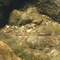 Leavelli Goby, photo 12