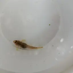 Nantaiensis Goby, photo 1