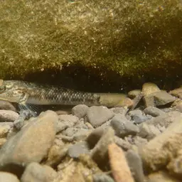 Nantaiensis Goby, photo 2
