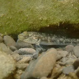 Nantaiensis Goby, photo 3