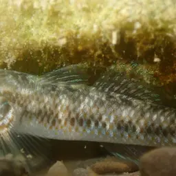 Nantaiensis Goby, photo 4