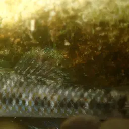 Nantaiensis Goby, photo 5