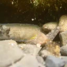 Nantaiensis Goby, photo 6
