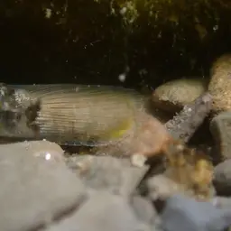Nantaiensis Goby, photo 7
