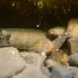Nantaiensis Goby, photo 8