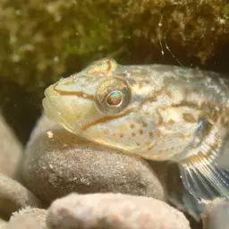 Nantaiensis Goby, photo 9