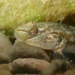 Nantaiensis Goby, photo 10