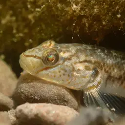 Nantaiensis Goby, photo 11