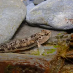 Nantaiensis Goby, photo 12