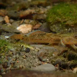 Red-spotted Goby, photo 1