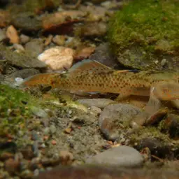 Red-spotted Goby, photo 2