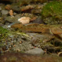 Red-spotted Goby, photo 3
