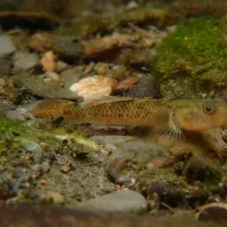 Red-spotted Goby, photo 4