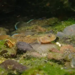 Red-spotted Goby, photo 5