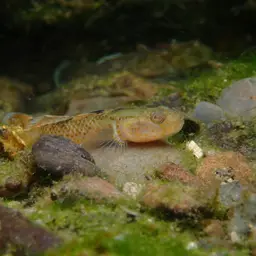 Red-spotted Goby, photo 6