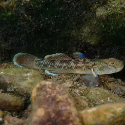 Red-spotted Goby, photo 7