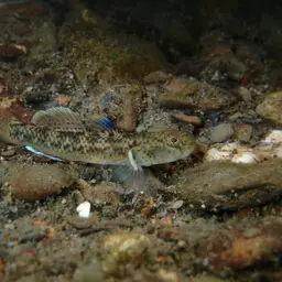 Red-spotted Goby, photo 8