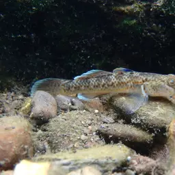 Red-spotted Goby, photo 9