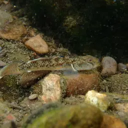 Red-spotted Goby, photo 10