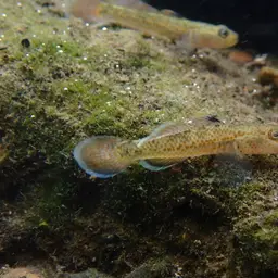 Red-spotted Goby, photo 11
