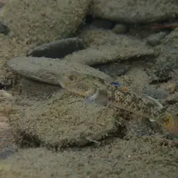 Red-spotted Goby, photo 12