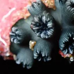 Wellington's Solitary Coral, photo 1