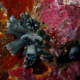 Wellington's Solitary Coral, photo 2