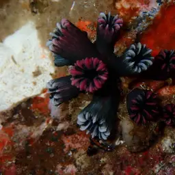 Wellington's Solitary Coral, photo 3