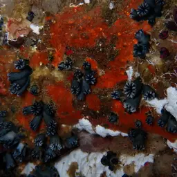 Wellington's Solitary Coral, photo 4