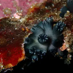 Wellington's Solitary Coral, photo 5