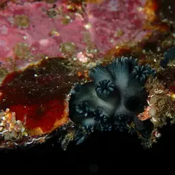 Wellington's Solitary Coral, photo 6