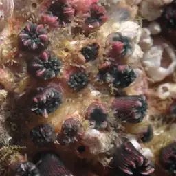 Wellington's Solitary Coral, photo 7