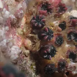Wellington's Solitary Coral, photo 8