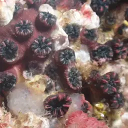 Wellington's Solitary Coral, photo 9