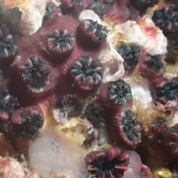 Wellington's Solitary Coral, photo 10