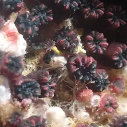 Wellington's Solitary Coral, photo 11