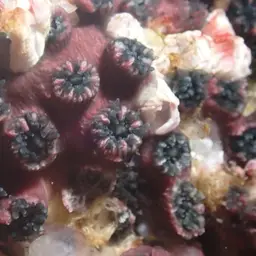 Wellington's Solitary Coral, photo 12